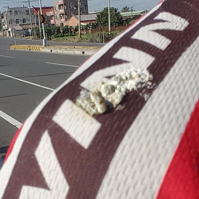 pumpkinslayer's tweet image. Lucky shit on my shoulder. Commuting goodness. ift.tt/2L6BOJc