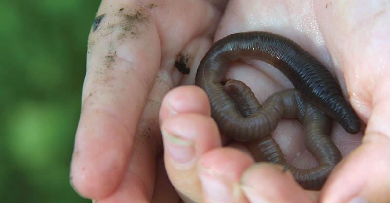 Iowa DNR on X: #DYK that #worms don't have eyes, ears, teeth or lungs?  More cool things about worms:  #NatureTrivia   / X