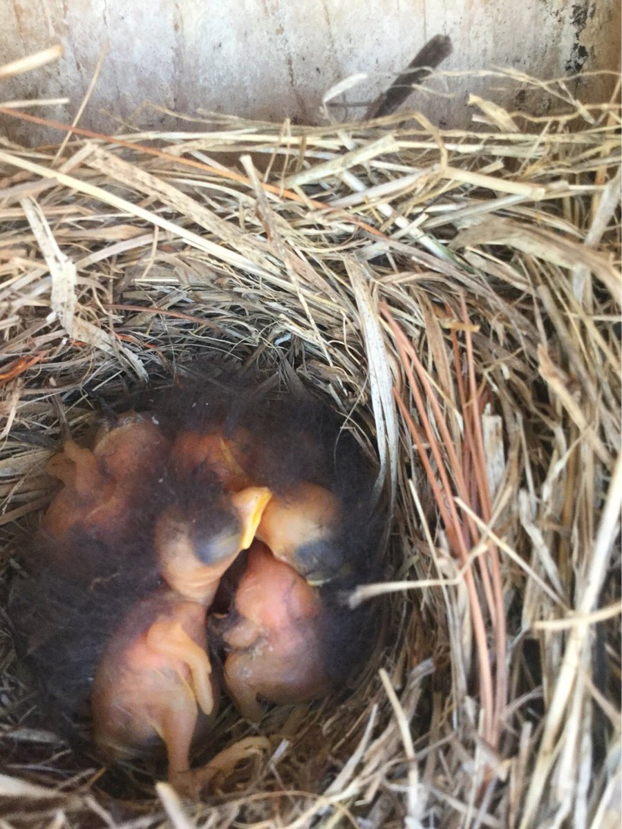 opbluebirdys's tweet photo. Come to Exhibition Night at @YSpringsSchools YSHS/McKinney Middle School to learn more about Operation Bluebird and what you can do to help cavity nesting birds! Wednesday, May 16th 6-7:30pm. #projectbasedlearning https://t.co/ry2kjUMpeC