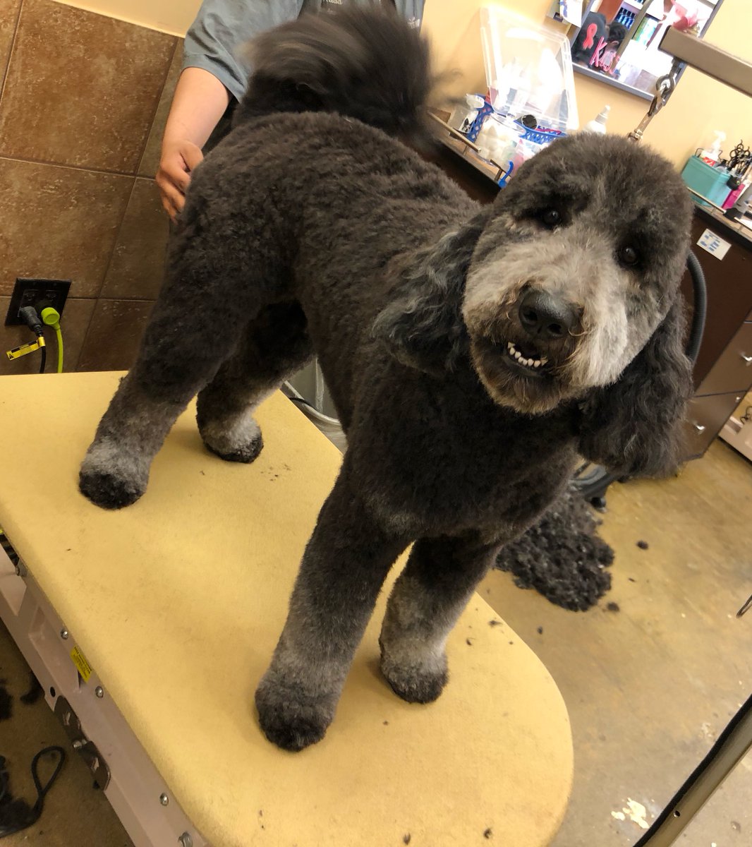 petsmart2480 tweet media