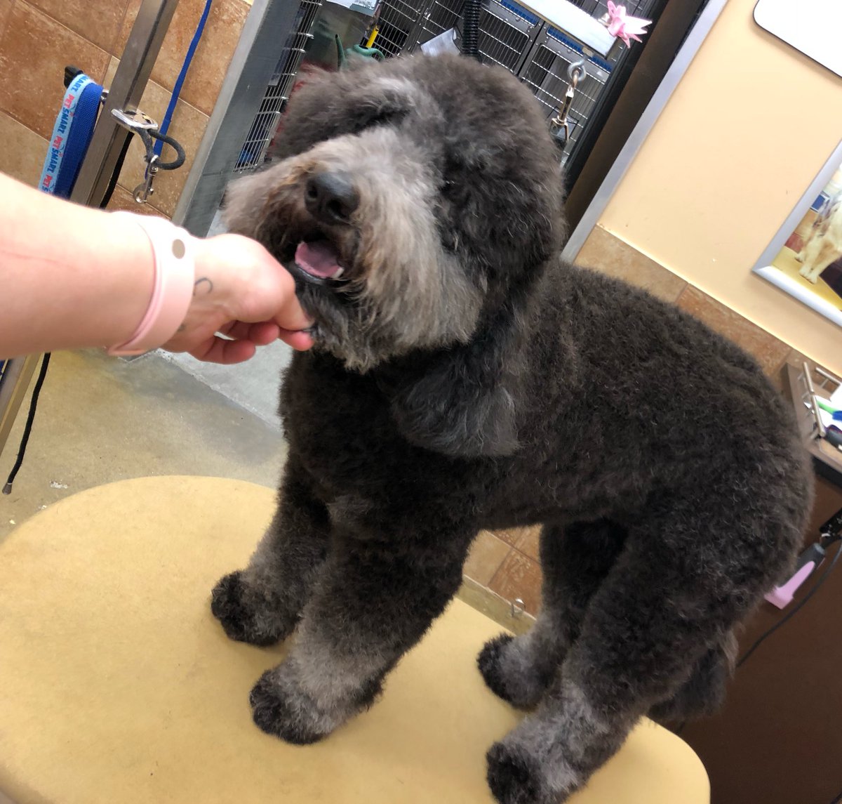 petsmart2480 tweet media
