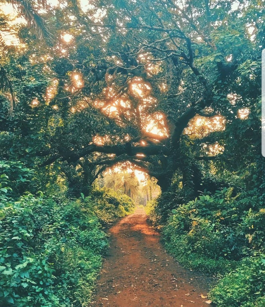 ketan83's tweet photo. Quite unreal to find such beautiful paths in the city. But you can find them in #AareyForest Goregaon. Captured by #InstaUser @ankiyay How can we let such divine place get destroyed? #SaveAarey #SaveMumbai
@deespeak @AUThackeray @BittuSahgal @psbhumi @TandonRaveena @aliaa08 https://t.co/1299z23Sxb