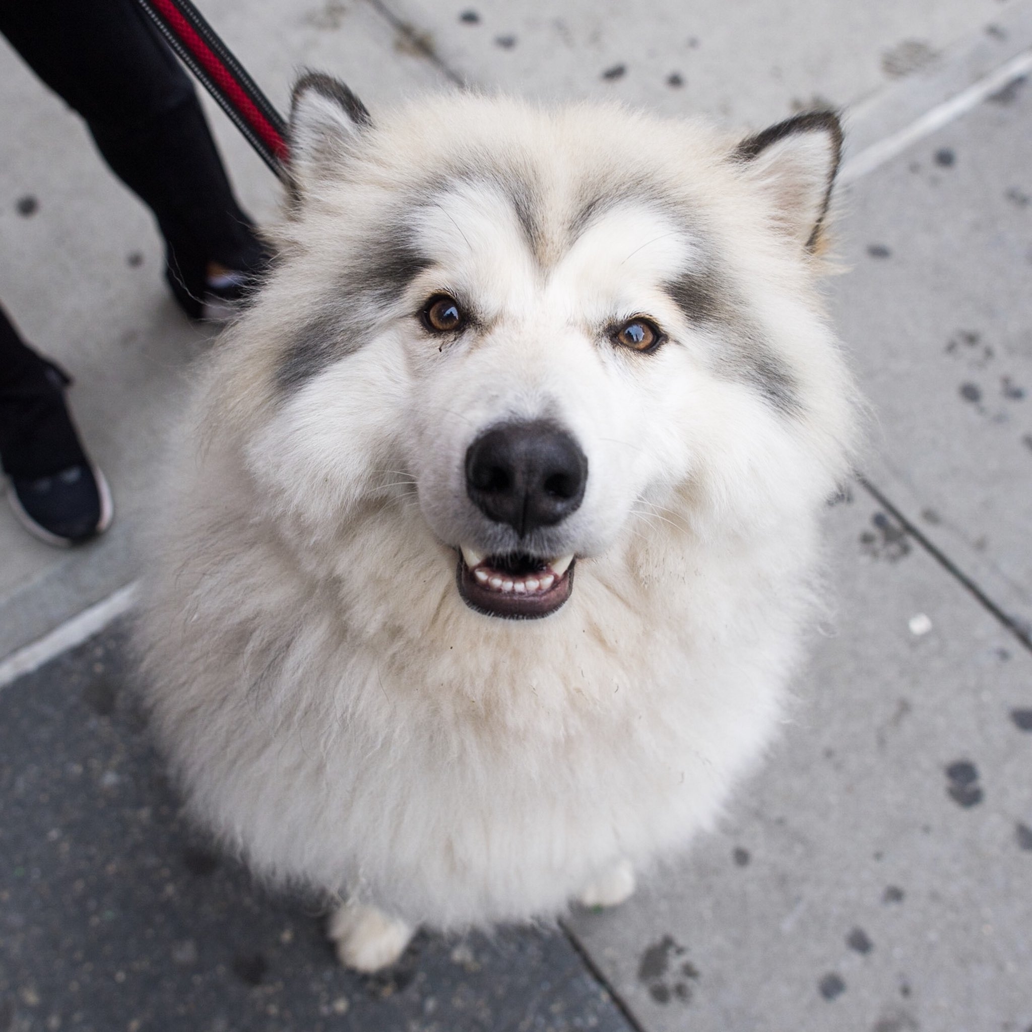 what mix is a alaskan malamute