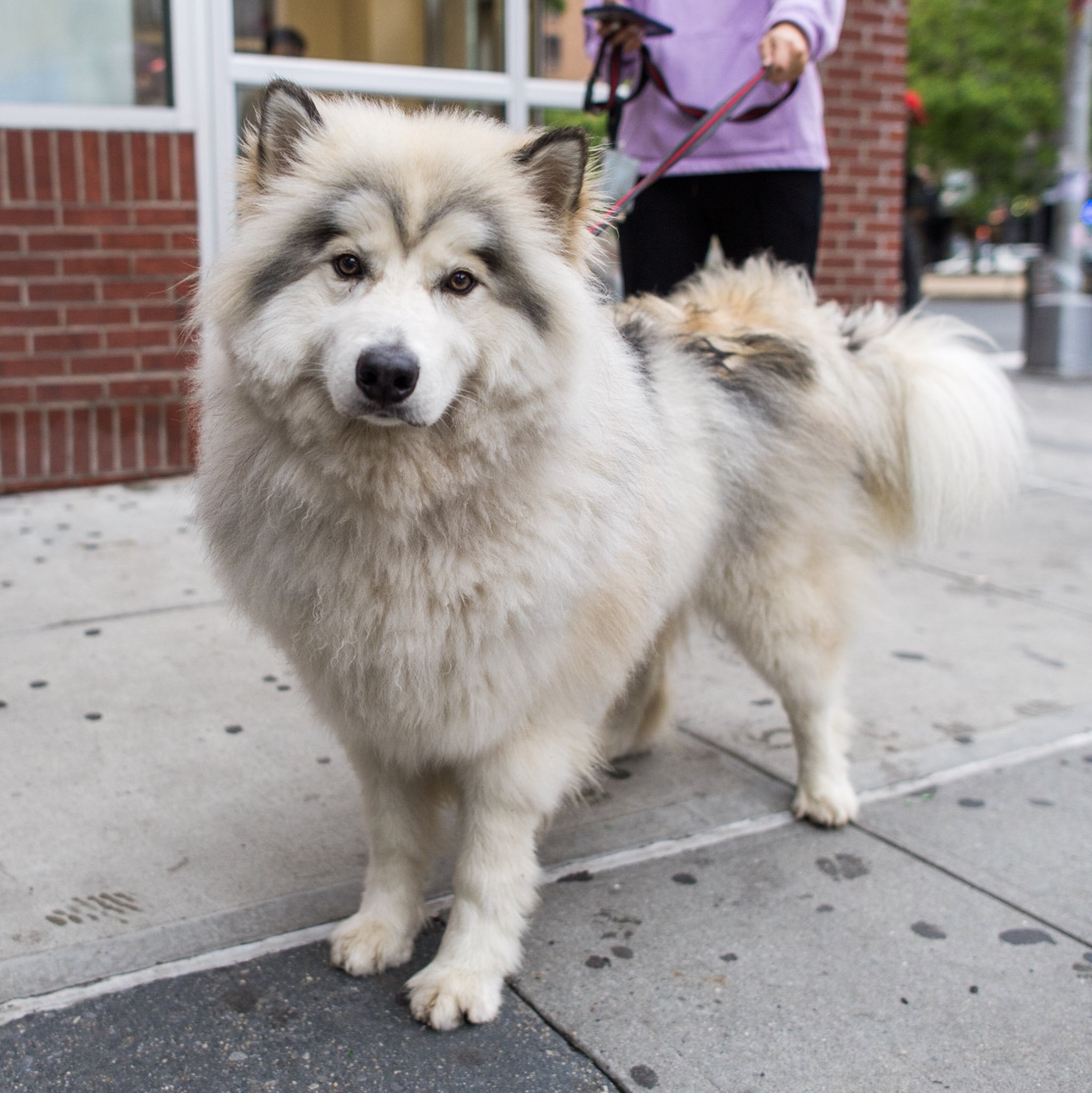 Chow chow and alaskan malamute mix sale