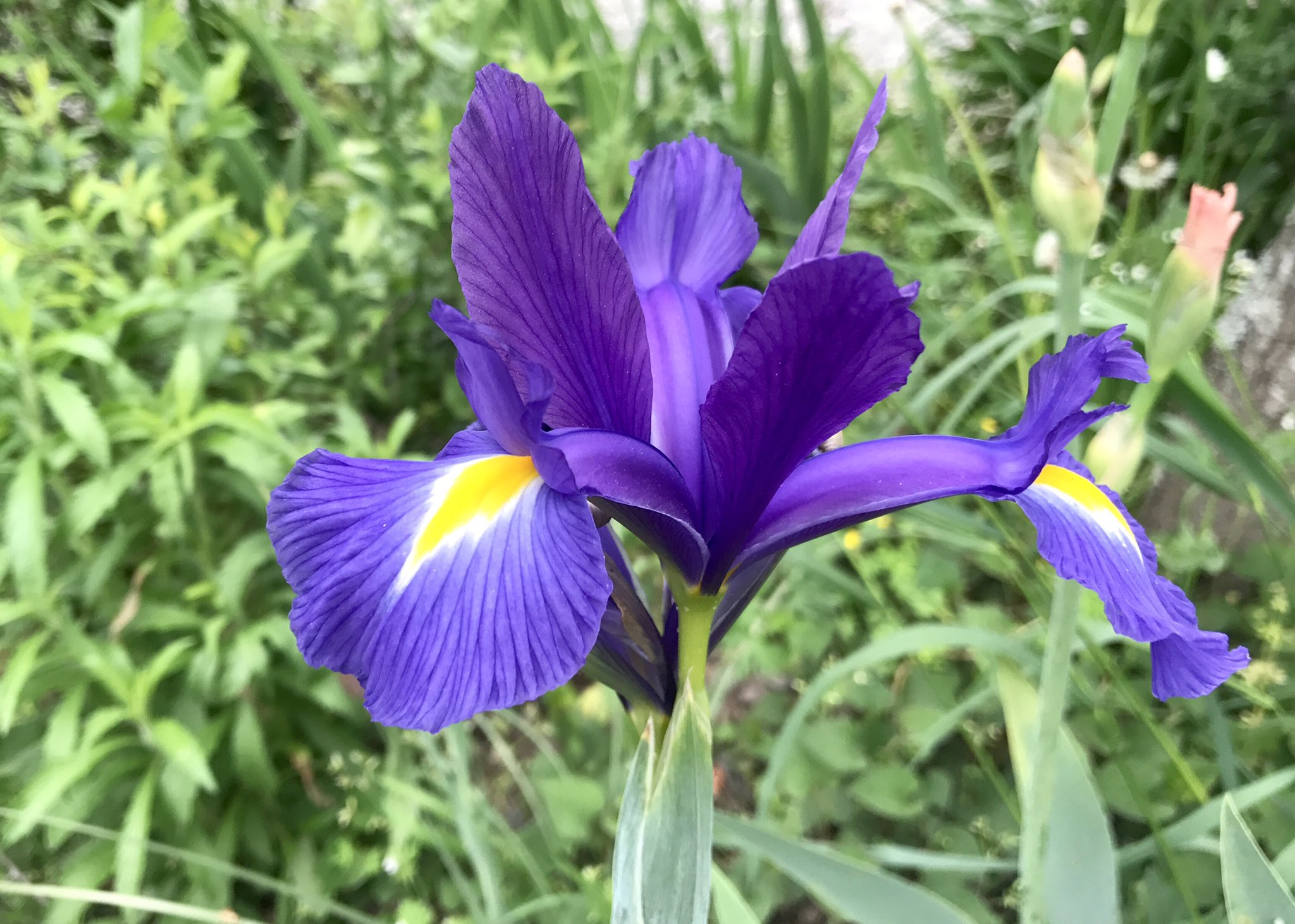 もも おはようございます 5 16誕生花 アイリス 花言葉 吉報 別名ダッチアイリス 一本の茎を伸ばし先端に4片ほどの花を咲かせ 花びらのつけねにある目のような模様が特徴です アイリスはギリシャ語で虹 虹の女神イリスは天上と地上を行き来する もも おはようございます 5 16誕生花 アイリス 花言葉 吉報 別名ダッチアイリス 一本の茎を伸ばし先端に4片ほどの花を咲かせ 花びらのつけねにある目のような模様が特徴です アイリスはギリシャ語で虹 虹の女神イリスは天上と地上を行き来する