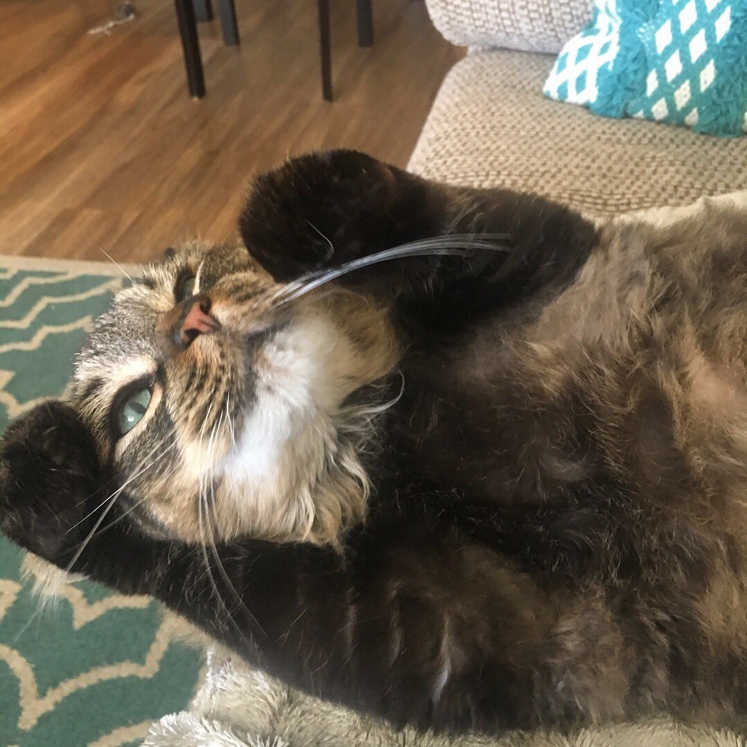 FetchLAWestside's tweet photo. A close-up and #warm welcome to Max, one of our recent additions to our cat care visits. #pawsup #qualityplaytime #fetchwlasitter #makingfetchhappen ! https://t.co/WN1nPWkcti