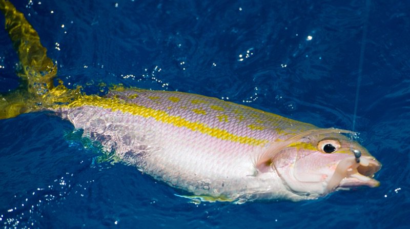 HookupLures's tweet photo. Back for more fishing charters is on them!
#HookupLures #fishing https://t.co/Ntz9P0SRYG