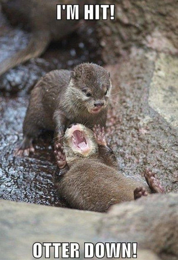 intsectrng's tweet photo. We've been hit! Requesting immediate xfil, over! #otter #otters #imhit #casualty #casualties #cuteotter #cuteotters #cuteanimal #cuteanimals https://t.co/QefMORPbtB