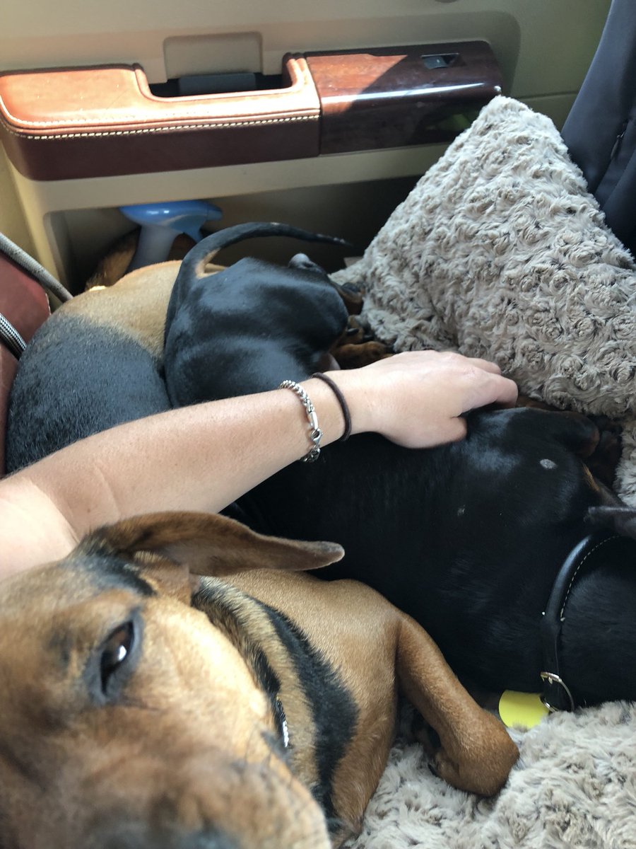 willowwayfarm's tweet photo. Please join us in welcoming the newest member of the Willow Way family, Wally, a rescue Dachsund who will be so loved by everyone 💚 https://t.co/DafX8gPVm6