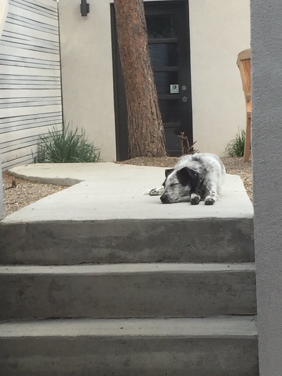 yycjake's tweet photo. I didn’t even make it inside after @CleverCanines Dayschool today. Asleep on the path into the house 😴 💤 https://t.co/YTSIp9fgKe