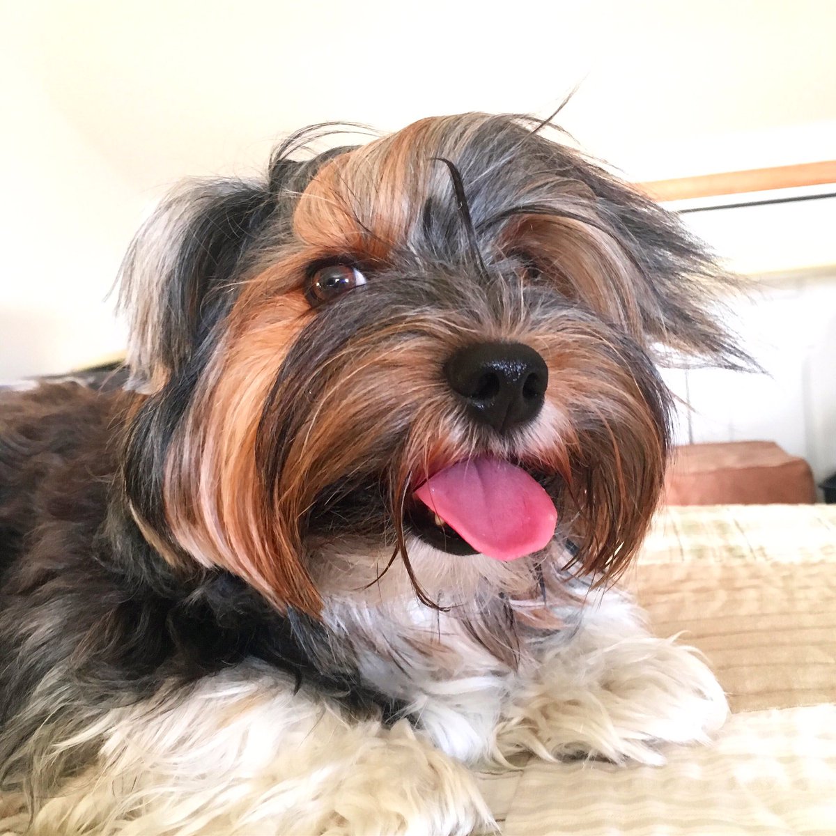 You inspire me by being, with all the things I'm seeing, from the way you comb your hair, to each thing you do with flair. #dogs #woof