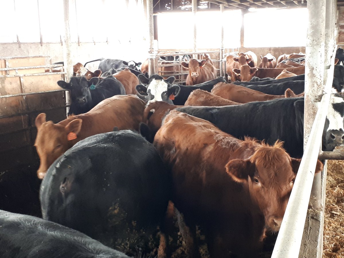 paulkkmartin1's tweet photo. Had a chance to get out and see some excellent quality cattle on feed a few days ago. We have some great custom feeders!! https://t.co/6k3okXd6V0