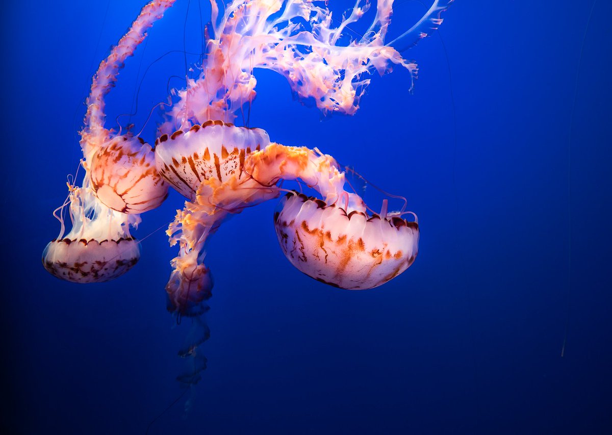 SonyAlpha's tweet photo. Here are some images taken by photographer @GreggJaden at the well-known Monterey Bay Aquarium during Kando Trip 2.0 that took place last week. Be sure to check out the hashtag #SonyKandoTrip for more inspiration! 🦑 https://t.co/3tiDWXGUWP