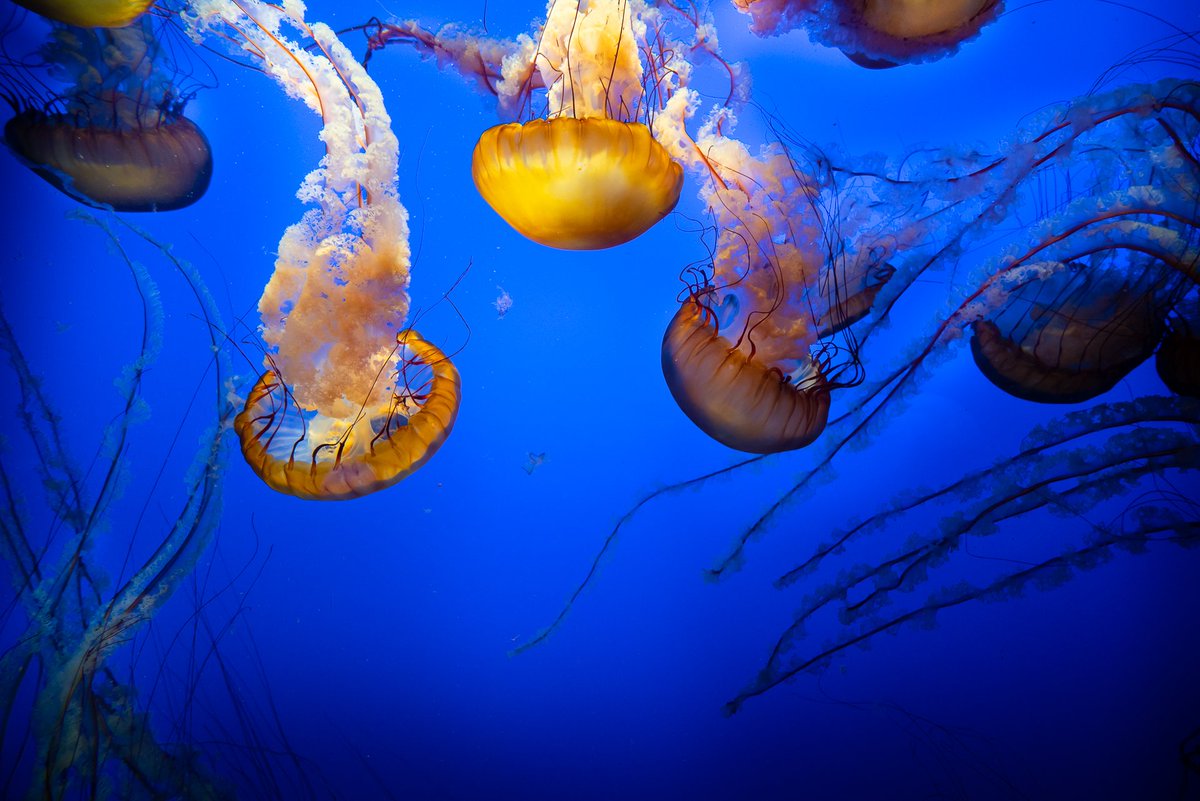 SonyAlpha's tweet photo. Here are some images taken by photographer @GreggJaden at the well-known Monterey Bay Aquarium during Kando Trip 2.0 that took place last week. Be sure to check out the hashtag #SonyKandoTrip for more inspiration! 🦑 https://t.co/3tiDWXGUWP