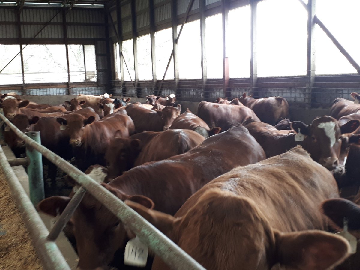 paulkkmartin1's tweet photo. Had a chance to get out and see some excellent quality cattle on feed a few days ago. We have some great custom feeders!! https://t.co/6k3okXd6V0