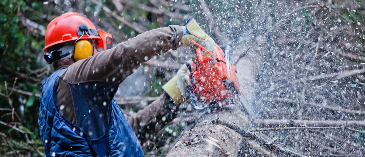 NSWTreeManageme's tweet photo. Employing our #tree_removal_service implies that our arborists will deal any problem skillfully. We thoroughly take apart the trees to avoid any damage to individuals or environments of the residential or commercial property.
https://t.co/f4X2Bi5W0A https://t.co/eLNgy94WCS
