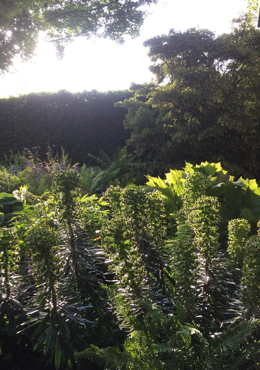 Day15 <a href="/MorganStanley/">Morgan Stanley</a> #RHSChelsea garden for <a href="/NSPCC/">NSPCC</a> and our fabulous Paeony obovata blooms at sunset with a delicate sweet scent.