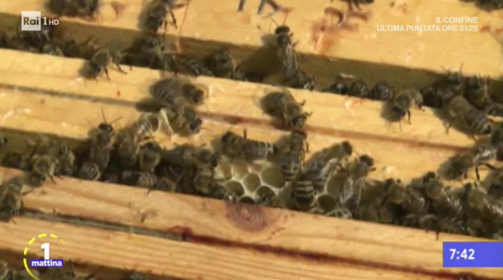 Api. I cambiamenti climatici mettono in pericolo la loro stessa esistenza così come l'uso della chimica in agricoltura. Parliamo dello stato dell'apicoltura in Italia con Lorenzo Bazzana, resp. Econ. <a href="/coldiretti/">Coldiretti</a> e <a href="/RaffaeleCirone/">Raffaele Cirone 🐝🇮🇹🐝</a> , Pres. Federazione #Apicoltori Italiani
