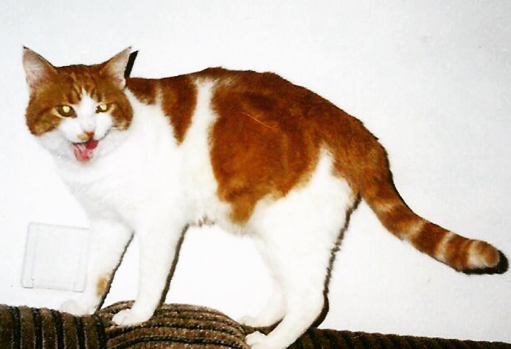 1giftworldcom's tweet photo. ITS 15 YEARS AND I STILL MISS MY BEAUTIFUL JER
For products head to:
https://t.co/MHLQRSNAIJ #photooftheday #follow #cat #catfan #catsofinstagram #cats
#craftjewelry
#handmade #fashionaccessories #thelookbook #FashionDiaries #businesswoman #womenentrepreneurs #WomenEmpowerment https://t.co/Mi2CtZpiKK