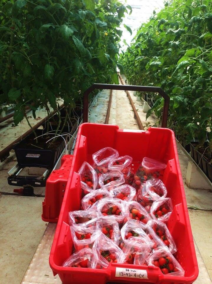Redeem your #Flok punches tomorrow for a FREE package of fresh, juicy tomatoes from <a href="/floating_garden/">Floating Gardens</a>! 🍅

Full details here:
reginafarmersmarket.ca/event-calendar…

OUTDOOR FARMERS’ MARKETS 2018
Wednesdays &amp; Saturdays • May 5 to October 6
9am-1pm • City Square Plaza