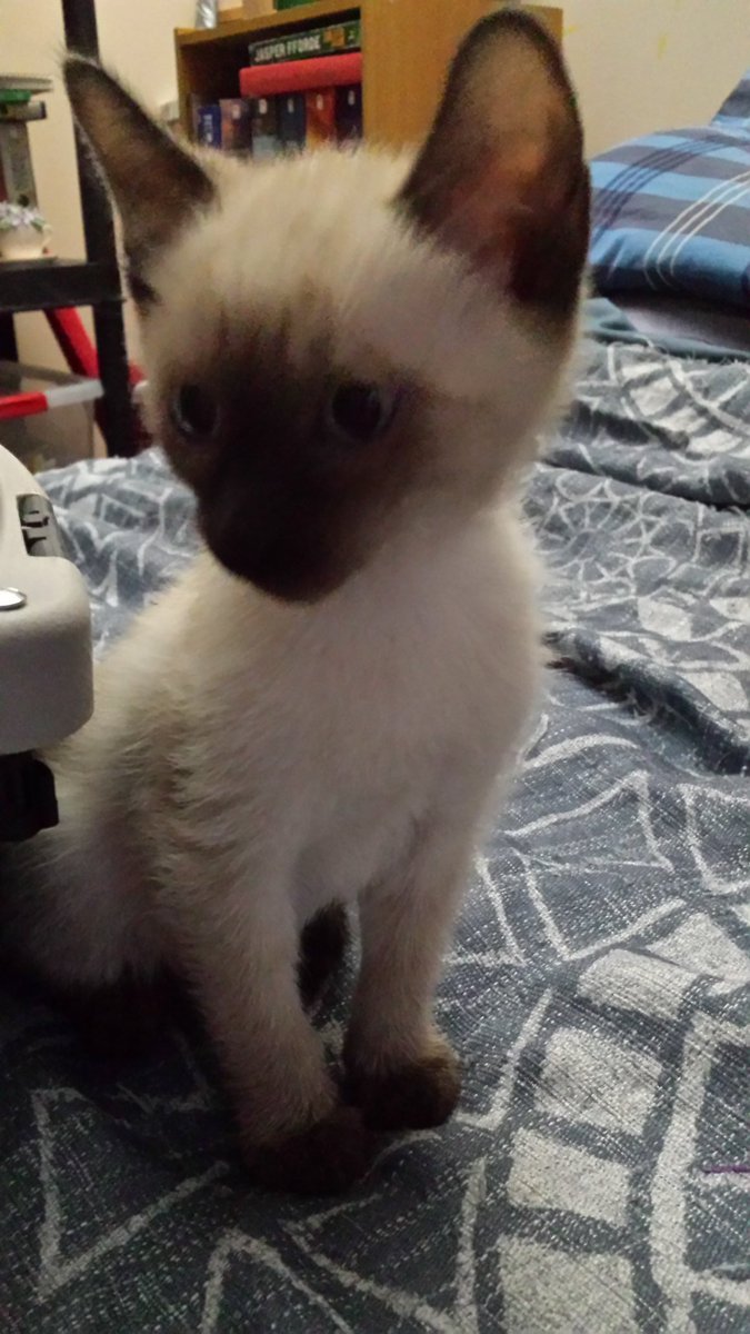 TotesTempestTV's tweet photo. This is my new kitten, Timbit! https://t.co/AK7tEgNATn