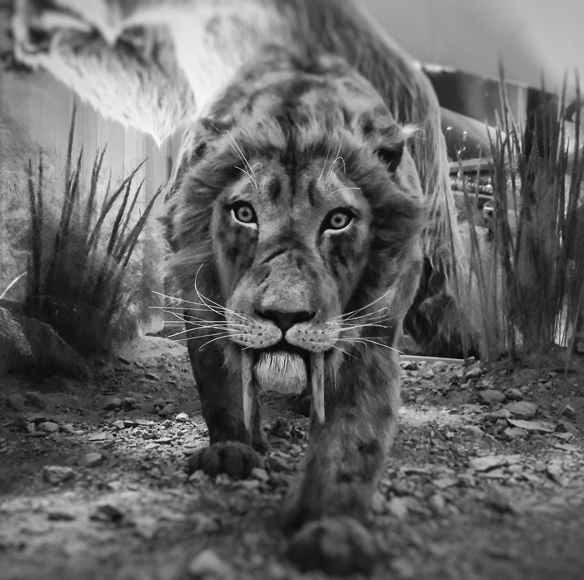 jchoderlin's tweet photo. Dientes de Sable @mhnca #MUSEOS #CdMx #dondeir #gatos https://t.co/XnVjzspRoF
