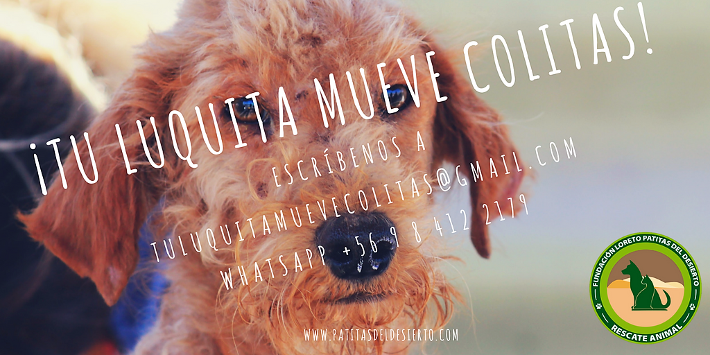 patitasdesierto's tweet photo. Si quieres comprometerte con solo 1 luquita mensual escríbenos a tuluquitamuevecolitas@gmail.com O  a  Whatsapp +56 9 8 412 2179  
también puedes hacerlo directamente a Cta Rut 16008912-1 Loreto Mendez Asunto: luquita #AdoptaNoCompres #Iquique #altohospicio https://t.co/5CV8w2a7CA