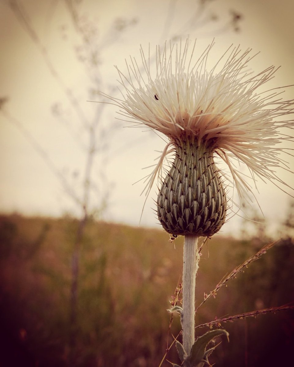 MsTex_365's tweet image. T-353
Day 135/365
Dreamy

Have you ever gone out with one idea of what you want to photograph only to come away with something completely different? 

#cy365 #dreamy #diffuselight #aftertherain #Fuji #xt10 #SnapshotOfMyDay #mstex365 #50thyear365 #50thTripAroundTheSun #Iam49