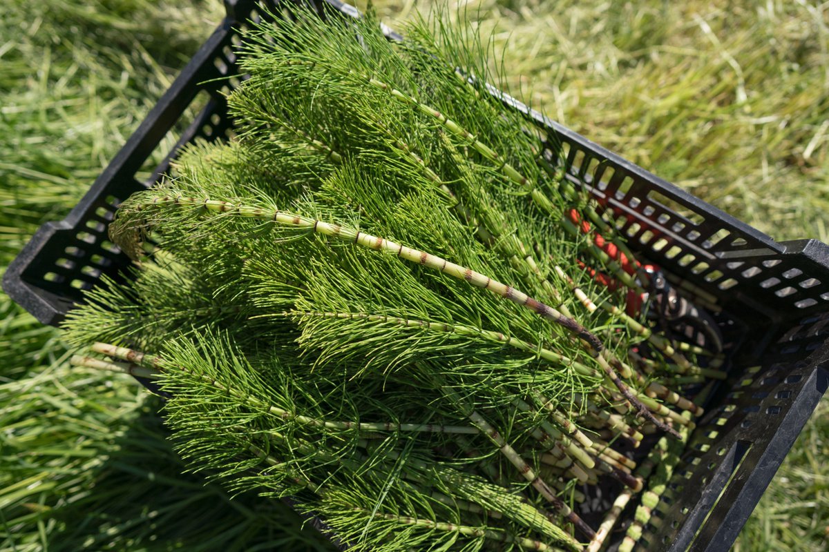 We are so lucky to be able to wildcraft #horsetail right here on our farm where it grows naturally. Since we are certified #organic by the USDA, the wild plants we #harvest are clean and the environment they are growing in is protected. We use horsetail in our Herbal Heal.