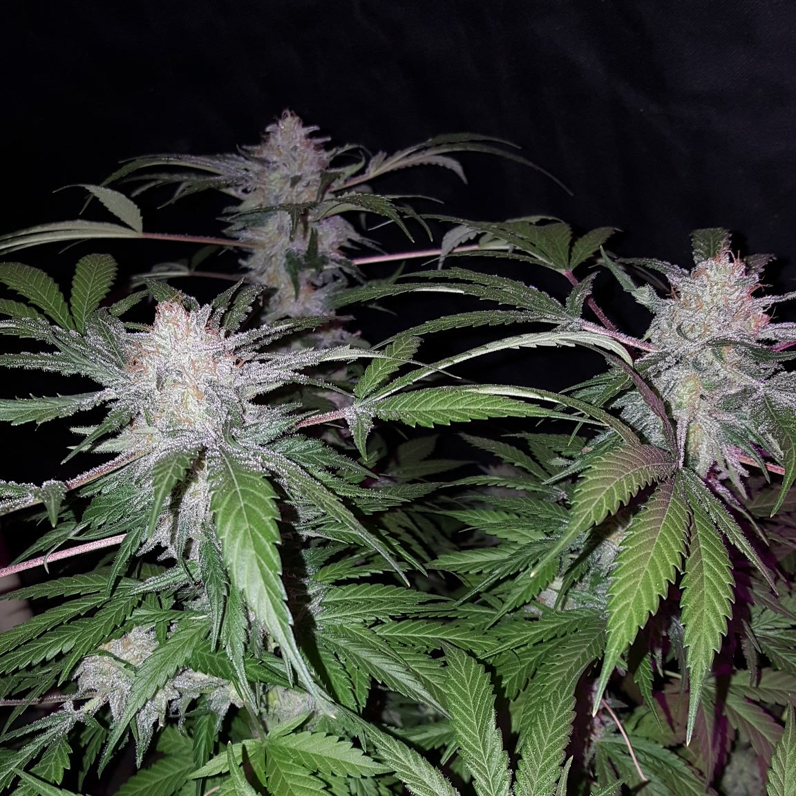 Grape Fox F2 
#GrapeKoolAideSkunk 
GrapeRushf2(N.Russian x GrapePurps) X
SKUNK91F2(Chem91 x RKS)
A truly Unique Skunk Cross that truly tastes and smells of Grape Kool Aide and Skunks Ass!!
My Fav Skunk since Grape Skunk!!
Sales:
Banditbrandseeds@gmail.com