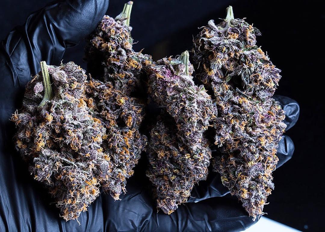 HIGH_TIMES_Mag's tweet photo. Medo Breath. 👅

📸: https://t.co/wLjDbpct6l https://t.co/L9tfMrQIFD