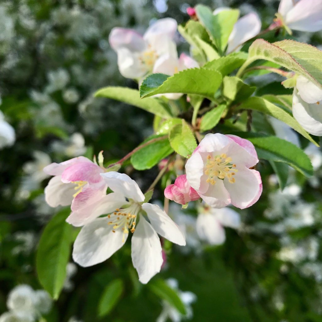 丁丁على تويتر 羡慕树木 春夏秋冬 一年一辈子 百年之树就活了一百辈子 这不 五月又到花 满枝头时 青春复活 装丽嗅香 招蜂引蝶 羡煞可怜的人类 只有一辈子 仅过一次春青的 绝无下一次