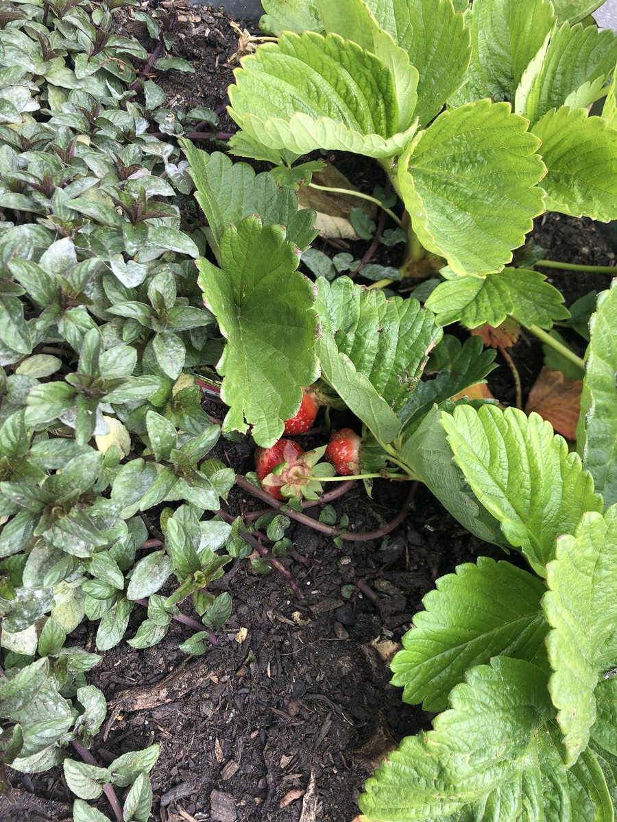 ChangForSchools tweet media