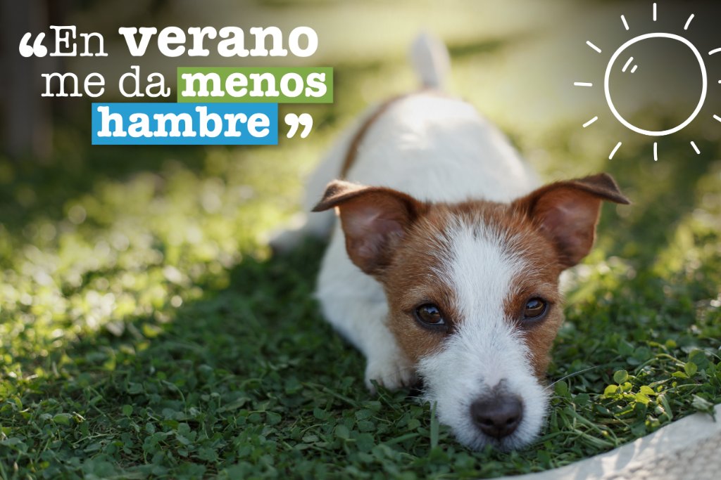mimascotayyomx's tweet photo. Durante los periodos de calor, el organismo requiere menor aporte calórico para mantener su temperatura. Por eso los perrunos comen menos en verano. #FactPerruno https://t.co/b0TwLvFaqC
