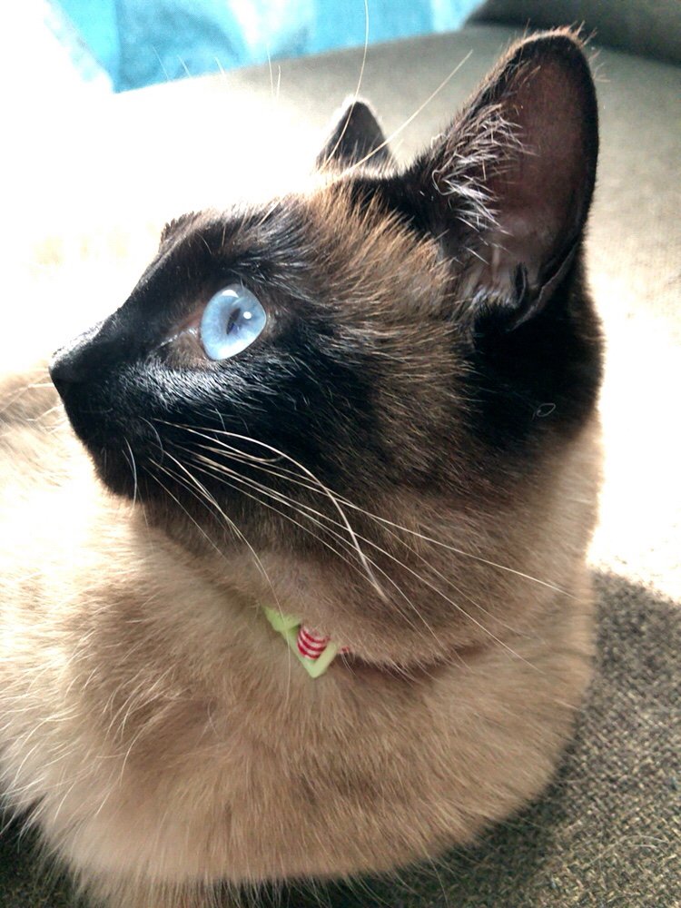 𝑪𝒉𝒍𝒐𝒆 クロエ 綺麗な鼻筋 横顔美人 猫 ねこ好き 猫好きさんと繋がりたい ねこ部 にゃんだふるらいふ シャムミックス シャム系 たぬシャム 𝑪𝒉𝒍𝒐𝒆 クロエ 綺麗な鼻筋 横顔美人 猫 ねこ好き 猫好きさんと繋がりたい ねこ部 にゃんだふるらいふ シャムミックス シャム系 たぬシャム