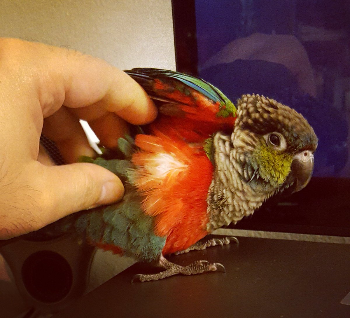 JacobsonJaylen's tweet photo. RT @ActorDanielRoss: SomeBuddy's sleepy, but not too sleepy for ALL the scritches and love :D <3
#crimsonbelliedconure #conurelove #conure #greencheekconure #conurelover #conurelife #crimsonconure #conurecrazy #gcc_birds #birds #birdlover #cutepets #pet⦠https://t.co/fXmAq4ezW0