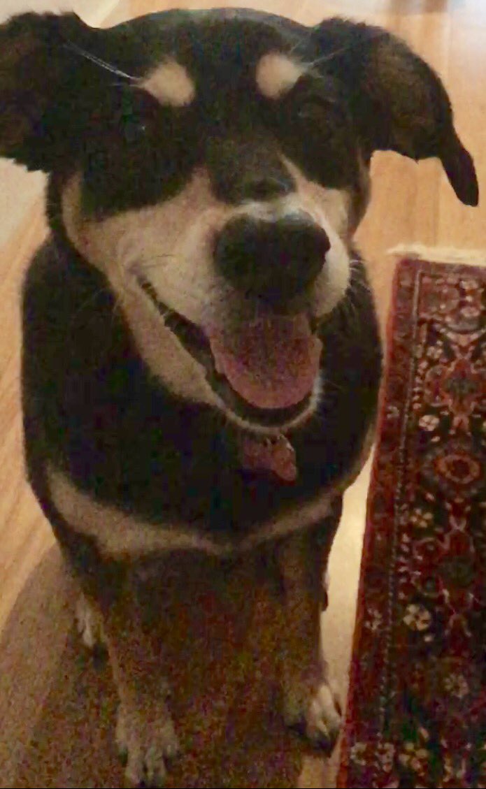 KacyTheDog's tweet photo. Woof https://t.co/ffFgs2QRbC