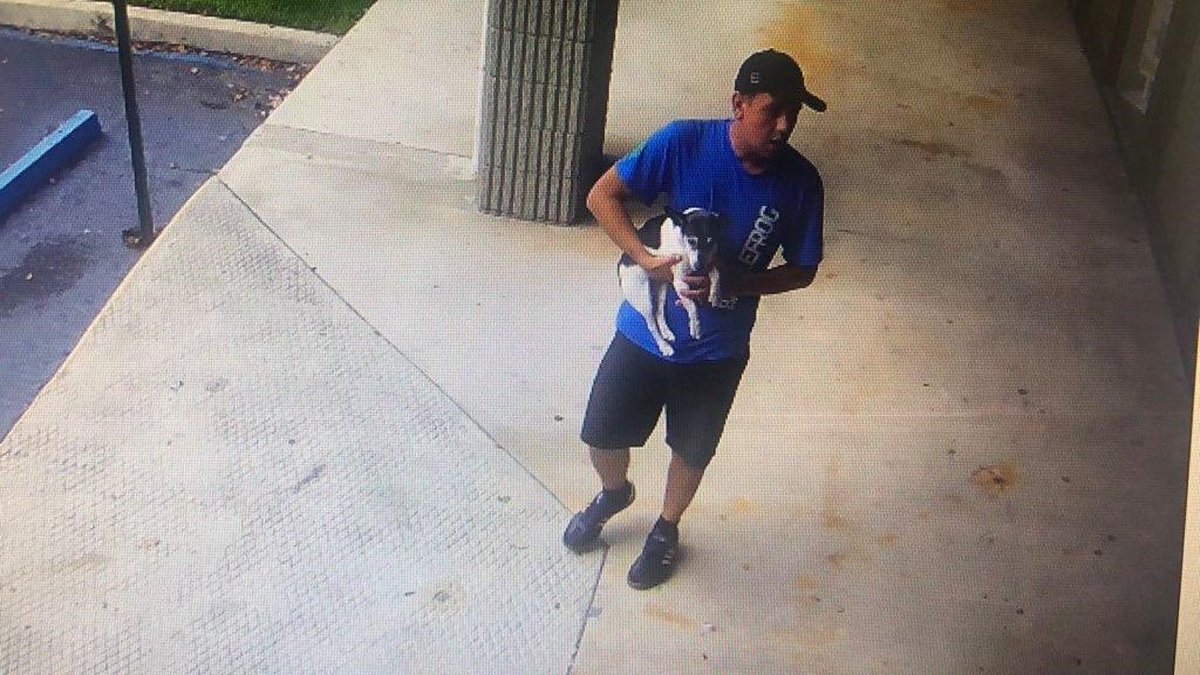 Gallery owner asks for help after his senior dog is taken bit.ly/2wIEidr https://t.co/S4rBRcqGvb