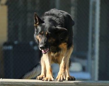 cpca_k9events's tweet image. Circa 2016 Trials hosted by @CalgaryPolice when @VPDCanine PSD Tusk was rockin’ the agility course. With One ear up ‘n one ear down, he is aiming for the top at the #cpca2018 Trials here in #Vancouver! #athleticdog #livepd #policek9olympics 

Who will be this years top dog? 🐕🏆