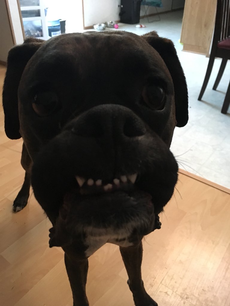 caseygeorge_'s tweet photo. The face only a mother could love 😂😂😍❤️❤️ https://t.co/uAzP6kMs2W