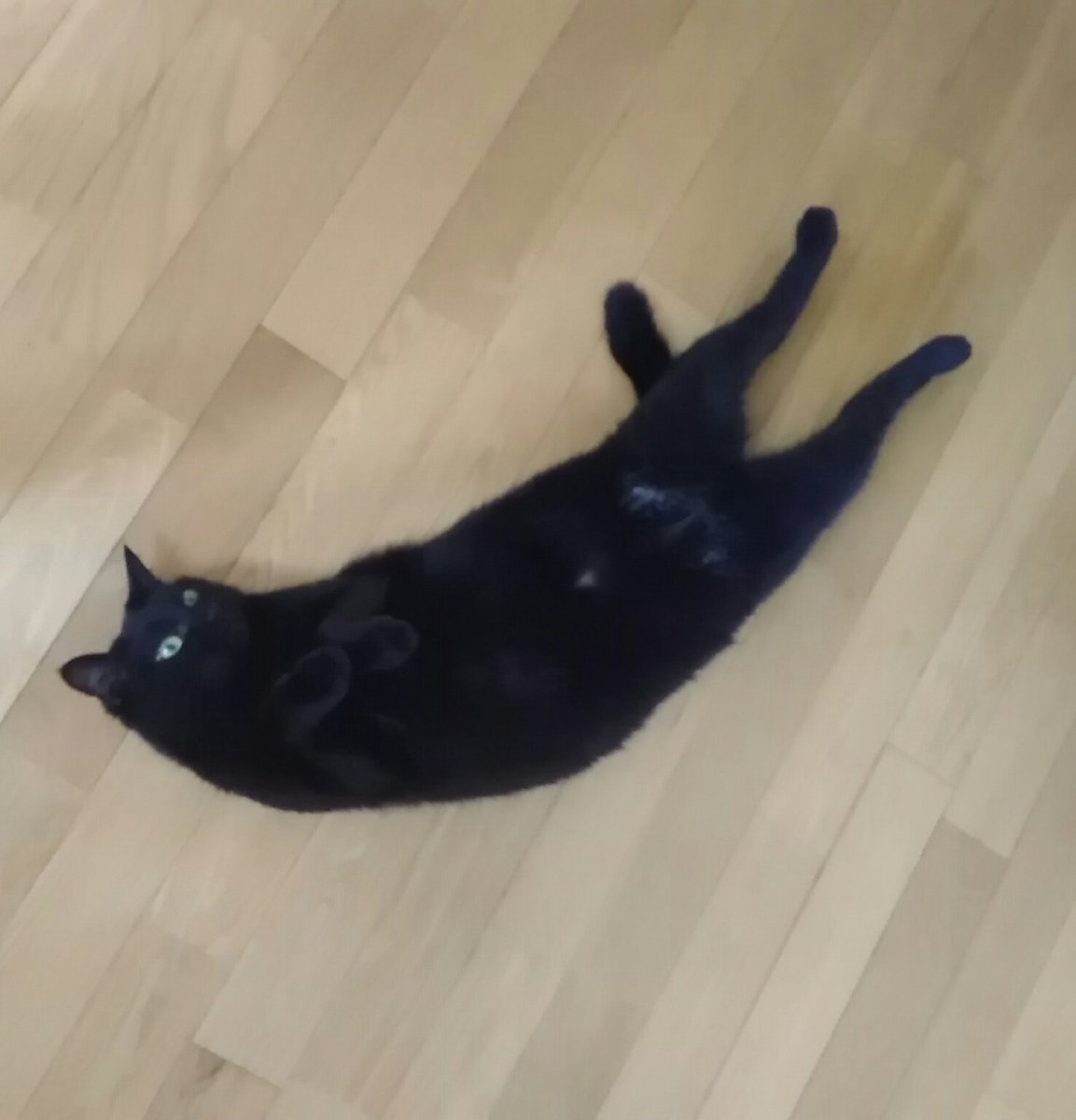 JKになったアルティメットイッヌさん様嬢(17歳JK) (@jkixtunu) on Twitter photo 