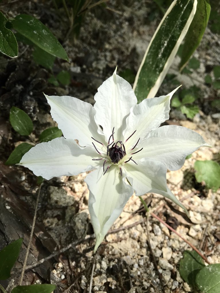 すべての花の画像 ベスト50 クレマチス カザグルマ