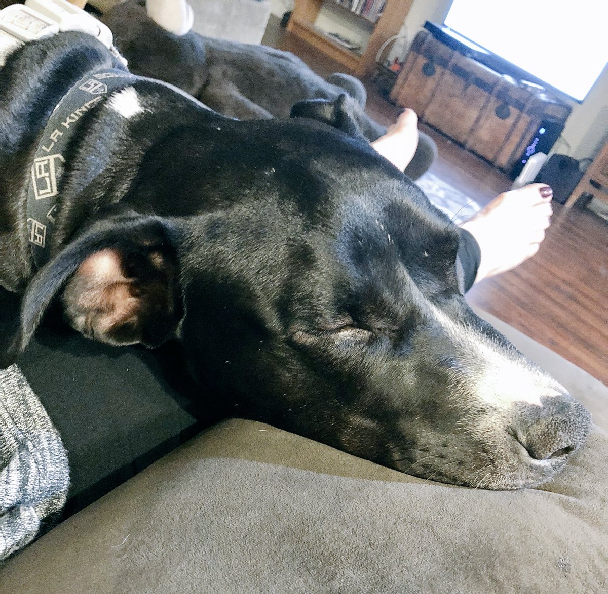 TrasiStarr's tweet photo. I’m thinking that #SirKopitarPucksley missed Momma today. I can barely breathe! #greatdanish🐾 #pitperfect #80lblapdog and he is only 8 months old! 😳 #Kopitar #LAKings https://t.co/Iden10VsRn