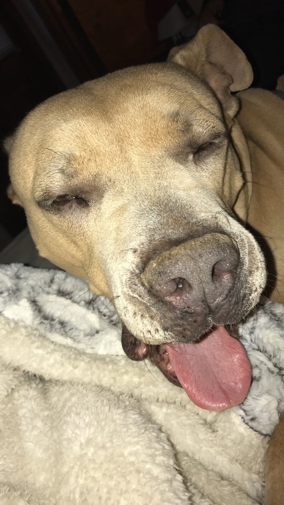 Hannahhdaug's tweet photo. I’ve been seeing all the terrible things people are doing to these sweet dogs recently &amp; it breaks my heart. So here are some cute pics of my extremely vicious pit❣️ https://t.co/fBxZ9wT9xu