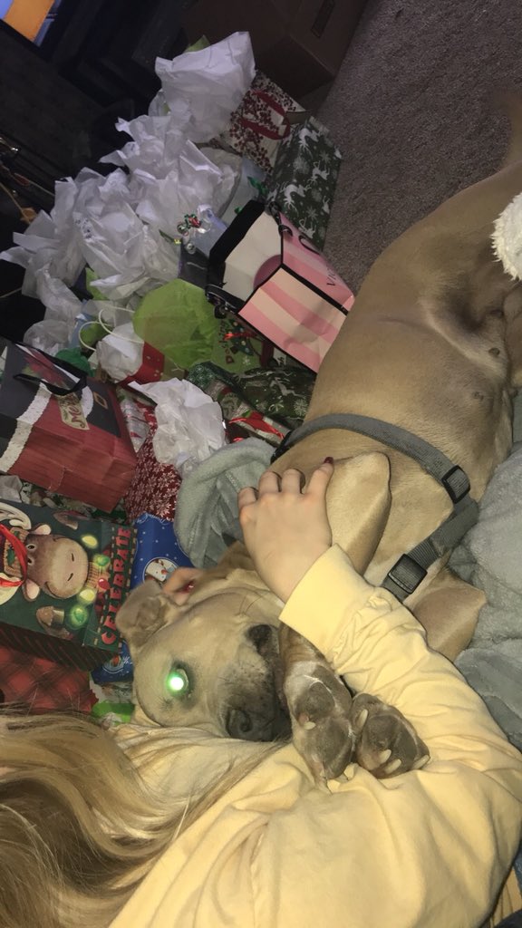 Hannahhdaug's tweet photo. I’ve been seeing all the terrible things people are doing to these sweet dogs recently &amp; it breaks my heart. So here are some cute pics of my extremely vicious pit❣️ https://t.co/fBxZ9wT9xu