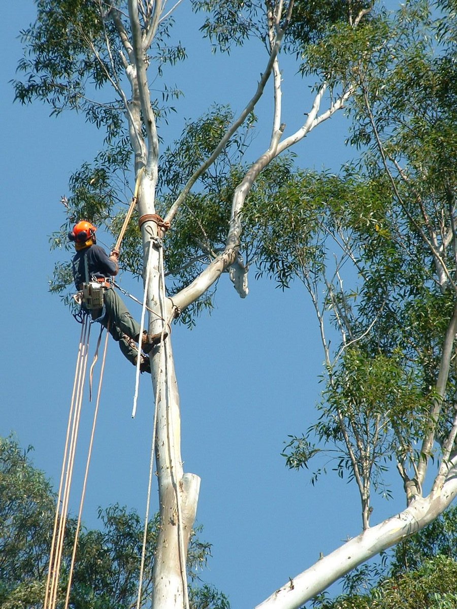 NSWTreeManageme's tweet photo. @NSWTreeManageme provides quality #tree_care_services_in_Sydney. Our team consists of tree revivalists, climbers, arborists and consultants who are dedicated to providing you with the best tree care services. 
#Tree #Care #Services #Sydney https://t.co/fLnvoe4oqW
