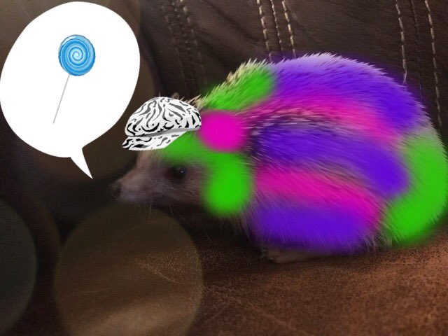 realTimHedgehog's tweet photo. What the heck is this, Mom? #WhyIsThisHappening #hedgehog https://t.co/r8QXCsJtHT