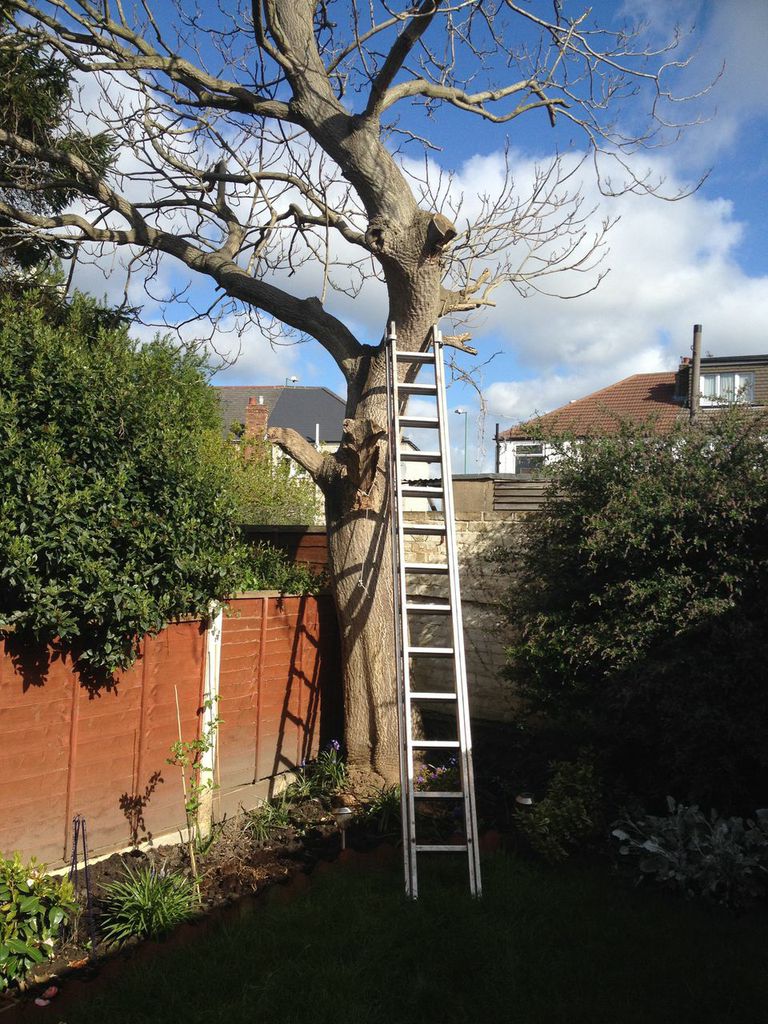NSWTreeManageme's tweet photo. Our #tree_cutting_services_in_Sydney is one of our key services and our team works well together to get the job done safely and efficiently. So whether you want branch trimming, tree felling or stump grinding, we are the right people for the job.
#Tree #Cutting #Service #Sydney https://t.co/g8tlNrDDAK