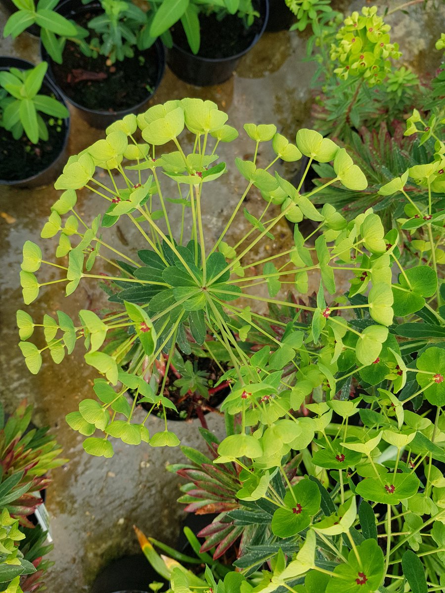 EdensLandscapes's tweet photo. @MarkLaneTV @GWandShows @GWmag @BBCGWLive We have some in our nursery ready to go to various gardens down here in Dorset. #Euphorbia #edenslandscapes https://t.co/Ka8JzmShpU