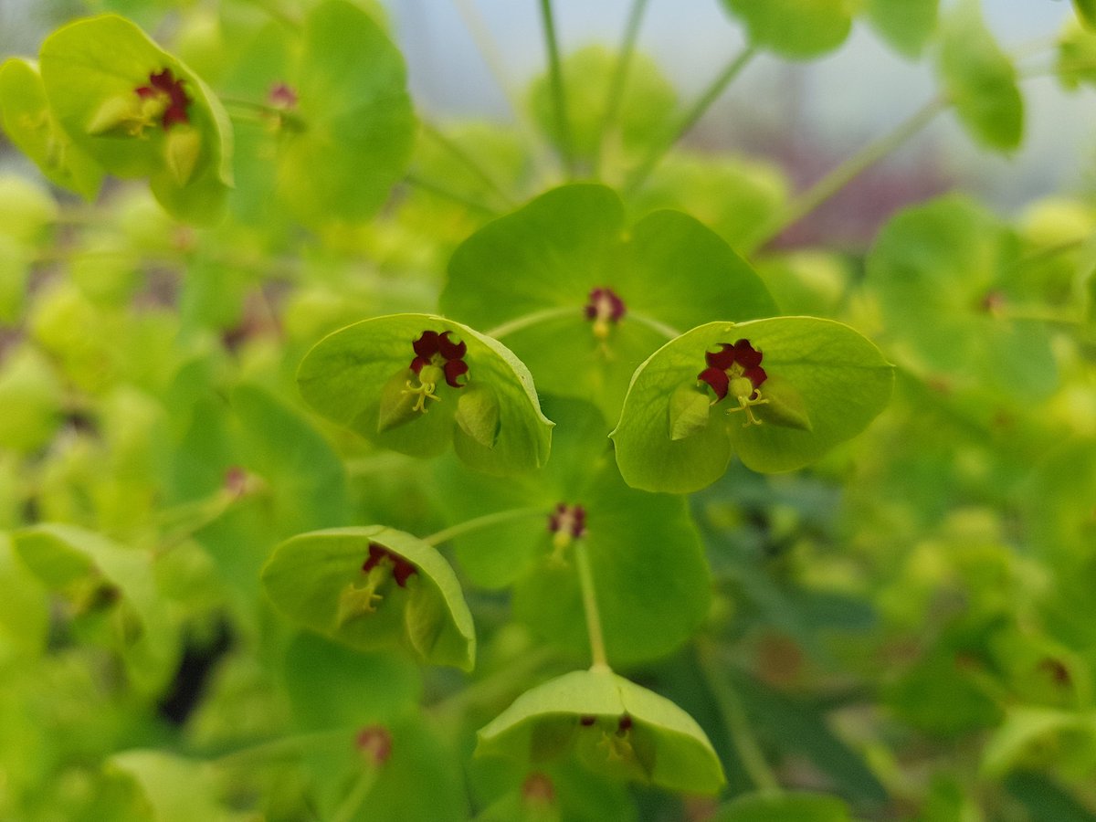EdensLandscapes's tweet photo. @MarkLaneTV @GWandShows @GWmag @BBCGWLive We have some in our nursery ready to go to various gardens down here in Dorset. #Euphorbia #edenslandscapes https://t.co/Ka8JzmShpU